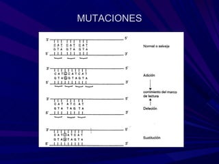 MUTACIONES
 