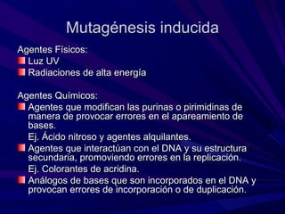 Mutagénesis inducida
Agentes Físicos:
  Luz UV
  Radiaciones de alta energía

Agentes Químicos:
  Agentes que modifican las purinas o pirimidinas de
  manera de provocar errores en el apareamiento de
  bases.
  Ej. Ácido nitroso y agentes alquilantes.
  Agentes que interactúan con el DNA y su estructura
  secundaria, promoviendo errores en la replicación.
  Ej. Colorantes de acridina.
  Análogos de bases que son incorporados en el DNA y
  provocan errores de incorporación o de duplicación.
 