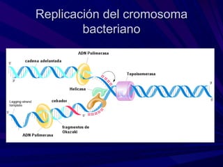 Replicación del cromosoma
        bacteriano
 