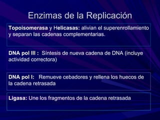 Enzimas de la Replicación
Topoisomerasa y Helicasas: alivian el superenrollamiento
y separan las cadenas complementarias.


DNA pol III : Síntesis de nueva cadena de DNA (incluye
actividad correctora)


DNA pol I: Remueve cebadores y rellena los huecos de
la cadena retrasada

Ligasa: Une los fragmentos de la cadena retrasada
 