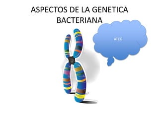 ASPECTOS DE LA GENETICA
BACTERIANA
ATCG
 
