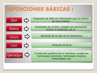 DEFINCIONES BÁSICAS :
Locus
Gen
Alelos
Genotipo
Loci
Fragmento de ADN con información para la síntesis
de una proteína.
Variedades de un Gen y pueden ser dominantes
(A,B,C) o recesivos( a,b,c).
Ubicación de un gen en el cromosoma.
Conjunto de locus
Constitución genética de un individuo y puede ser:
homocigota dominante, homocigota recesivo,
heterocigota, etc.
 