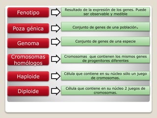 Fenotipo
Poza génica
Genoma
Cromosomas
homólogos
Haploide
Diploide
Resultado de la expresión de los genes. Puede
ser observable y medible
Conjunto de genes de una población.
Conjunto de genes de una especie
Cromosomas que contienen los mismos genes
de progenitores diferentes
Célula que contiene en su núcleo sólo un juego
de cromosomas.
Célula que contiene en su núcleo 2 juegos de
cromosomas.
 