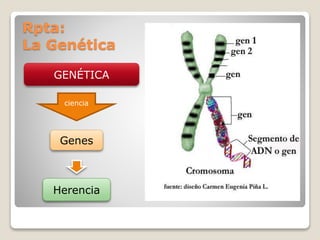 GENÉTICA
Genes
Herencia
ciencia
Rpta:
La Genética
 