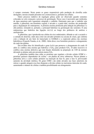 Genética molecular 11
é sempre constante. Neste ponto os genes responsáveis pela produção de clorofila estão
desligados, mesmo estando presentes nos cromossomos e, portanto nas células.
Outro processo indutivo de regulação gênica pode ser observado quando sementes
colocadas no solo começam o processo de germinação. Nesse caso é necessário que moléculas
de água penetrem pelo tegumento atingindo o embrião. Entretanto para que o embrião seja
nutrido, a giberelina, um hormônio vegetal, é ativado e, a partir dele, enzimas são produzidas
para a degradação do endosperma. A primeira enzima produzida pela indução da giberelina é a
alfa-amilase, tornando-se, portanto, a principal hidrolase na germinação das sementes. É uma
endoenzima que hidroliza das ligações α-(1,4) ao longo dos polímeros de amilose e
amilopectina.
A giberelina, que é produzida nas células do eixo embrionário, difunde-se até o escutelo e
a camada de aleurona, onde atua como um ativador primário na cascata de sinais, que culmina
com a indução de um fator de transcrição (o GAMyb) e a expressão gênica das enzimas
hidrolíticas (Ueguchi-Tanaka, et al., 2000). Além disso, esse hormônio promove o alongamento
do caule das plantas.
Em ervilhas altas foi identificado o gene Le(le) que promove o alongamento do caule. O
alelo Le codifica uma enzima que hidrolisa o GA20 para produzir GA1. O alelo recessivo le
codifica uma enzima defectiva que tem função diminuída na proporção de 1/20 da normal,
deixando as plantas anãs por possuírem menos GA1.
A giberelina também atua sobre as proteínas que regulam a divisão celular (CDK’s) –
proteínas quinases dependentes de ciclina – em plantas de arroz submersas. Nessas plantas a
giberelina ativa o ciclo celular primeiro na transição da fase G1 para a fase S, provocando
aumento da atividade mitótica. Os genes CDK’s são então ativados nas fases anteriores da
mitose e quando atingem essa fase disparam a divisão celular no meristema intercalar do caule,
aumentando o número de células e também possibilitando seu alongamento.
 