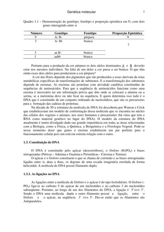 Genética molecular 2
Quadro 1.1 – Demonstração do genótipo, fenótipo e proporção epistática em F2 com dois
genes interagindo entre si
Número Genótipo Fenótipo Proporção Epistática
9 A- B- púrpura 9
3 A- bb branca
7
3 aa B- branca
1 aabb branca
Portanto para a produção da cor púrpura os dois alelos dominantes A e B deverão
estar nos mesmos indivíduos. Na falta de um deles a cor passa a ser branca. O que têm
então esses dois alelos para produzirem a cor púrpura?
A cor das flores depende dos pigmentos que são produzidos e esses derivam de rotas
metabólicas específicas de transformações de substratos. E a transformação dos substratos
depende de enzimas. As enzimas são proteínas com atividade catalítica constituídas de
sequências de aminoácidos. Para que a seqüência de aminoácidos funcione como uma
enzima é necessário ter um informação prévia que dite onde se colocará a alanina ou a
serina, se a metionina deve ou não ficar na sequência. E quem determina isso tudo é o
DNA que é constituído de um conjunto ordenado de nucleotídeos, que são os precursores
para a formação das cadeias de proteínas.
Na década de 50 a estrutura da molécula de DNA foi descoberta por Watson e Crick
que estabeleceram um modelo de conformação dessa molécula que se encontra no núcleo
das células dos vegetais e animais, nos seres humanos e procariontes (há vírus que tem o
RNA como material genético no lugar do DNA). O modelo da estrutura do DNA
atualmente é muito divulgado dada sua grande importância em todas as áreas relacionadas
com a Biologia, como a Física, a Química, a Bioquímica e a Fisiologia Vegetal. Pode-se
nesse momento dizer que genes e enzima estabelecem um par perfeito para o
funcionamento celular pois um está em estreita relação com o outro.
1.3. Constituição do DNA
O DNA é constituído pelo açúcar (desoxirribose), o fósforo (H3PO4) e bases
nitrogenadas (Púricas - Adenina e Guanina e Pirimídicas - Citosina e Timina).
O açúcar e o fósforo constituem o que se chama de corrimão e as bases nitrogenadas
ligadas entre si, duas a duas, os degraus de uma escada imaginária enrolada de forma
helicoidal. A molécula de DNA possui filamento duplo.
1.3.1. As ligações no DNA
As ligações entre a molécula de fósforo e o açúcar é do tipo fosfodiéster. O fósforo (-
PO4) liga-se ao carbono 5 do açúcar de um nucleotídeo e ao carbono 3 do nucleotídeo
subseqüente. Portanto, ao longo de um dos filamentos do DNA, a ligação é 5’>>> 3’.
Sendo o DNA uma molécula dupla o outro filamento possui a ligação, entre o
fósforo e o açúcar, na seqüência 3’ >>> 5’. Diz-se então que os filamentos são
Antiparalelos.
 