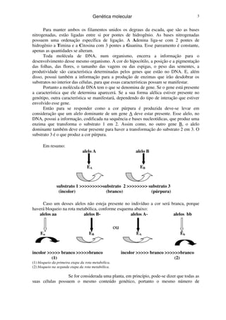 Genética molecular 3
Para manter ambos os filamentos unidos os degraus da escada, que são as bases
nitrogenadas, estão ligadas entre si por pontes de hidrogênio. As bases nitrogenadas
possuem uma ordenação específica de ligação. A Adenina liga-se com 2 pontes de
hidrogênio a Timina e a Citosina com 3 pontes a Guanina. Esse pareamento é constante,
apenas as quantidades se alteram.
Toda molécula de DNA, num organismo, encerra a informação para o
desenvolvimento desse mesmo organismo. A cor do hipocótilo, a posição e a pigmentação
das folhas, das flores, o tamanho das vagens ou das espigas, o peso das sementes, a
produtividade são característica determinadas pelos genes que estão no DNA. E, além
disso, possui também a informação para a produção de enzimas que irão desdobrar os
substratos no interior das células, para que essas características possam se manifestar.
Portanto a molécula de DNA tem o que se denomina de gene. Se o gene está presente
a característica que ele determina aparecerá. Se a sua forma alélica estiver presente no
genótipo, outra característica se manifestará, dependendo do tipo de interação que estiver
envolvido esse gene.
Então para se responder como a cor púrpura é produzida deve-se levar em
consideração que um alelo dominante de um gene A deve estar presente. Esse alelo, no
DNA, possui a informação, codificada na sequência e bases nucleotídicas, que produz uma
enzima que transforma o substrato 1 em 2. Assim como, no outro gene B, o alelo
dominante também deve estar presente para haver a transformação do substrato 2 em 3. O
substrato 3 é o que produz a cor púrpura.
Em resumo:
alelo A alelo B
EA EB
substrato 1 >>>>>>>>>substrato 2 >>>>>>>> substrato 3
(incolor) (branco) (púrpura)
Caso um desses alelos não esteja presente no indivíduo a cor será branca, porque
haverá bloqueio na rota metabólica, conforme esquema abaixo:
alelos aa alelos B- alelos A- alelos bb
ou
Ea EB EA Eb
incolor >>>>> branco >>>>>branco incolor >>>>> branco >>>>>>branco
(1) (2)
(1) bloqueio da primeira etapa da rota metabólica.
(2) bloqueio na segunda etapa da rota metabólica.
Se for considerada uma planta, em princípio, pode-se dizer que todas as
suas células possuem o mesmo conteúdo genético, portanto o mesmo número de
 