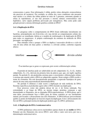 Genética molecular 4
cromossomos e genes. Esta informação é válida, porém várias alterações cromossômicas
são passíveis de acontecer. Por exemplo, as células dos vasos condutores não possuem
mais núcleo e as células das folhas podem ter mais de 2 genomas, entretanto quando se
refere às reprodutoras, aí sim elas possuem o mesmo número cromossômico (são
haplóides), salvo algum problema provocado por mutagênicos. Mas como pode cada
geração possuir a mesma informação genética contida no DNA?
1.4. A Duplicação do DNA
As pesquisas sobre o comportamento do DNA foram elaboradas inicialmente em
bactérias, principalmente em Echerichia coli, mas devido ao comportamento celular dos
eucariontes ser semelhante, inferiu-se o modelo de conformação e de duplicação do DNA
para todos os organismos. A própria conformação da estrutura da molécula de DNA
pressupõe sua duplicação.
Para entender como e porque o DNA se duplica é necessário dividir-se o ciclo de
vida de uma célula em duas partes: a interfase e a divisão celular, conforme esquema
abaixo:
interfase divisão celular
É na interfase que os genes se expressam, pois ocorre a diferenciação celular.
O período de interfase pode ser subdividido em três subperíodos: G1, S e G2. Ambos
subperíodos, G1 e G2, derivam da primeira letra da palavra gap, que, em inglês significa
parada. No período G1 são produzidas enzimas para o crescimento e diferenciação celular,
e enzimas que atuarão sobre o DNA no subperíodo seguinte. Neste estágio o DNA recebe o
nome de cromatina. Ela está desespiralizada permitindo a expressão fenotípica do gene,
através de uma outra macromolécula denominada RNA.
No período S (Síntese) é onde ocorre a duplicação de toda molécula do DNA.
Enzimas específicas já produzidas agem sobre o DNA fazendo sua duplicação.
Esse processo, como não poderia deixar de ser, é de forma ordenada. Nas
extremidades e ao longo do DNA, ao mesmo tempo, proteínas começam a agir
desenrolando os filamentos, são as chamadas DNA-topoisomerases. A DNA-girase, que é
uma delas, provavelmente faça o DNA girar de forma contrária ao seu enrolamento
natural, provocando o afrouxamento dos dois filamentos. A DNA-helicase provavelmente
quebre as pontes de hidrogênio no local de origem da duplicação. Com o afrouxamento dos
fios de DNA a principal enzima de duplicação poderia agir. É a DNA- polimerase.
1.4.1. A Duplicação do DNA é semiconservativa
A DNA polimerase coloca novos nucleotídeos apenas diante de um molde de DNA.
Portanto um dos filamentos dos novos DNA’s será velho e outro será novo, por isso a
denominação semiconservativo.
 