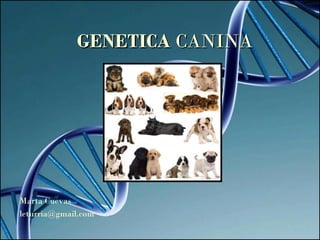 GENETICAGENETICA CANINACANINA
Marta Cuevas
leturria@gmail.com
 