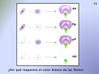 F2 ¿Por qué reaparece el color blanco de las flores ? 