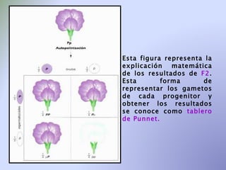 Esta figura representa la explicación matemática de los resultados de  F2 . Esta forma de representar los gametos de cada progenitor y obtener los resultados se conoce como  tablero de Punnet. 