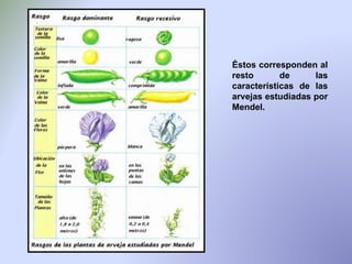 Éstos corresponden al resto de las características de las arvejas estudiadas por Mendel. 