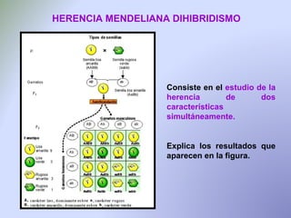HERENCIA MENDELIANA DIHIBRIDISMO Consiste en el  estudio de la herencia de dos características simultáneamente. Explica los resultados que aparecen en la figura. 