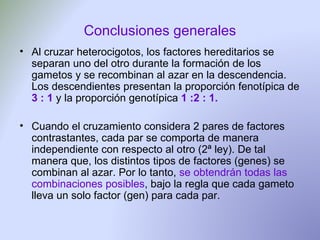 Conclusiones generales Al cruzar heterocigotos, los factores hereditarios se separan uno del otro durante la formación de los gametos y se recombinan al azar en la descendencia. Los descendientes presentan la proporción fenotípica de  3 : 1  y la proporción genotípica  1 :2 : 1. Cuando el cruzamiento considera 2 pares de factores contrastantes, cada par se comporta de manera independiente con respecto al otro (2ª ley). De tal manera que, los distintos tipos de factores (genes) se combinan al azar. Por lo tanto,  se obtendrán todas las   combinaciones posibles , bajo la regla que cada gameto lleva un solo factor (gen) para cada par.  