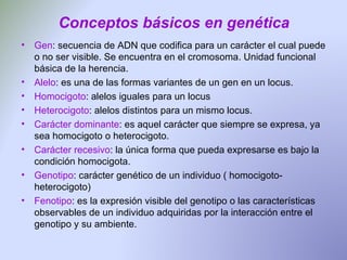 Conceptos básicos en genética Gen : secuencia de ADN que codifica para un carácter el cual puede o no ser visible. Se encuentra en el cromosoma. Unidad funcional básica de la herencia. Alelo : es una de las formas variantes de un gen en un locus. Homocigoto : alelos iguales para un locus Heterocigoto : alelos distintos para un mismo locus. Carácter dominante : es aquel carácter que siempre se expresa, ya sea homocigoto o heterocigoto. Carácter recesivo : la única forma que pueda expresarse es bajo la condición homocigota. Genotipo : carácter genético de un individuo ( homocigoto-heterocigoto) Fenotipo : es la expresión visible del genotipo o las características observables de un individuo adquiridas por la interacción entre el genotipo y su ambiente. 
