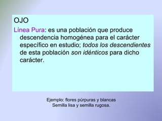 OJO Línea Pura : es una población que produce descendencia homogénea para el carácter específico en estudio;  todos los descendientes  de esta población  son idénticos  para dicho carácter. Ejemplo: flores púrpuras y blancas Semilla lisa y semilla rugosa. 
