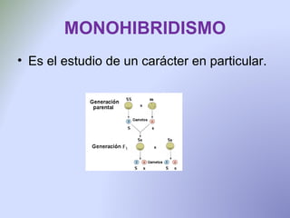 MONOHIBRIDISMO Es el estudio de un carácter en particular. 