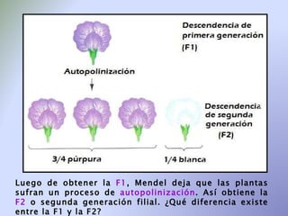Luego de obtener la  F1 , Mendel deja que las plantas sufran un proceso de  autopolinización . Así obtiene la  F2  o segunda generación filial. ¿Qué diferencia existe entre la F1 y la F2? 