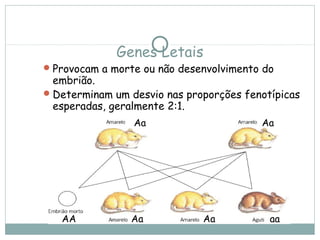 Genes Letais
Provocam a morte ou não desenvolvimento do
embrião.
Determinam um desvio nas proporções fenotípicas
esperadas, geralmente 2:1.
Aa Aa
Aa Aa aaAA
 