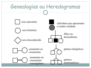 Genealogias ou Heredogramas
sexo masculino
sexo feminino
sexo desconhecido
casamento ou
cruzamento
casamento ou
cruzamento
consangüíneo
indivíduos que apresentam
o caráter estudado
filhos ou
descendentes
gêmeos dizigóticos
gêmeos
monozigóticos
 