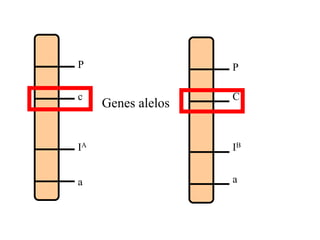 P
c
IA
a
P
C
IB
a
Genes alelos
 