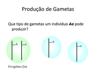 Produção de Gametas
Que tipo de gametas um indivíduo Aa pode
produzir?
A a
Ovogônia (2n)
A
a
 