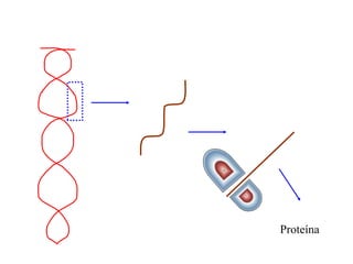 Proteína
 