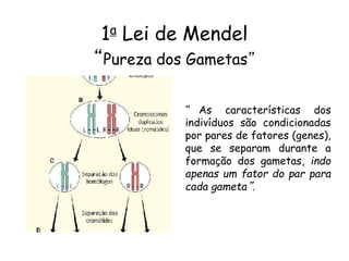 1a Lei de Mendel
“Pureza dos Gametas”
“ As características dos
indivíduos são condicionadas
por pares de fatores (genes),
que se separam durante a
formação dos gametas, indo
apenas um fator do par para
cada gameta”.
 