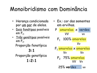 Monoibridismo com Dominância
• Herança condicionada
por um par de alelos.
• Dois fenótipos possíveis
em F2.
• Três genótipos possíveis
em F2.
Proporção fenotípica
3:1
Proporção genotípica
1:2:1
• Ex.: cor das sementes
em ervilhas.
P amarelas x verdes
F1 100% amarelas
F1 amarelas x amarelas
F2 75% amarelas
25% verdes
VV vv
Vv
Vv Vv
VvVV
vv
 
