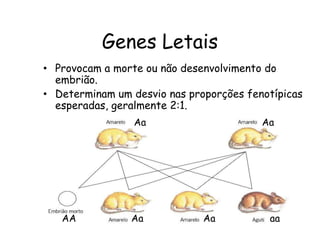 Genes Letais
• Provocam a morte ou não desenvolvimento do
embrião.
• Determinam um desvio nas proporções fenotípicas
esperadas, geralmente 2:1.
Aa Aa
Aa Aa aaAA
 