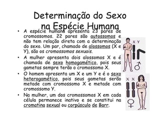 Determinação do Sexo
na Espécie Humana• A espécie humana apresenta 23 pares de
cromossomos. 22 pares são autossomos e
não tem relação direta com a determinação
do sexo. Um par, chamado de alossomos (X e
Y), são os cromossomos sexuais.
• A mulher apresenta dois alossomos X e é
chamada de sexo homogamético, pois seus
gametas sempre terão o cromossomo X.
• O homem apresenta um X e um Y e é o sexo
heterogamético, pois seus gametas serão
metade com cromossomo X e metade com
cromossomo Y.
• Na mulher, um dos cromossomos X em cada
célula permanece inativo e se constitui na
cromatina sexual ou corpúsculo de Barr.
 