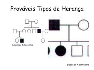 Prováveis Tipos de Herança
Ligada ao X recessiva
Ligada ao X dominante
 