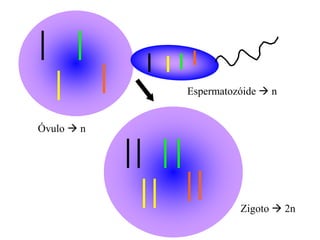 Óvulo  n
Espermatozóide  n
Zigoto  2n
 