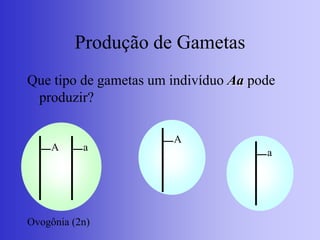 Produção de Gametas
Que tipo de gametas um indivíduo Aa pode
produzir?
A a
Ovogônia (2n)
A
a
 