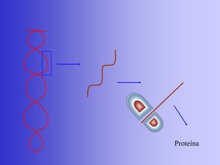 Proteína
 