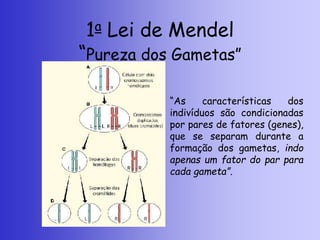 1a Lei de Mendel
“Pureza dos Gametas”
“As características dos
indivíduos são condicionadas
por pares de fatores (genes),
que se separam durante a
formação dos gametas, indo
apenas um fator do par para
cada gameta”.
 