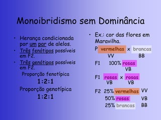 Monoibridismo sem Dominância
• Herança condicionada
por um par de alelos.
• Três fenótipos possíveis
em F2.
• Três genótipos possíveis
em F2.
Proporção fenotípica
1:2:1
Proporção genotípica
1:2:1
• Ex.: cor das flores em
Maravilha.
P vermelhas x brancas
F1 100% rosas
F1 rosas x rosas
F2 25% vermelhas
50% rosas
25% brancas
VV BB
VB
VB VB
VV
VB
BB
 