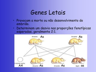 Genes Letais
• Provocam a morte ou não desenvolvimento do
embrião.
• Determinam um desvio nas proporções fenotípicas
esperadas, geralmente 2:1.
Aa Aa
Aa Aa aa
AA
 