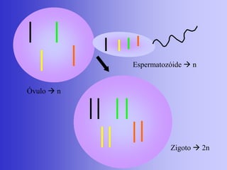 Óvulo  n
Espermatozóide  n
Zigoto  2n
 