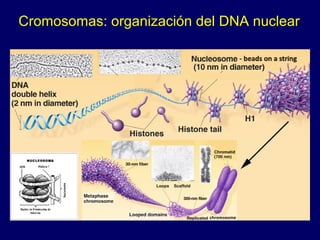 Cromosomas: organización del DNA nuclear
 