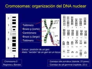 Cromosomas: organización del DNA nuclear
• Cromosoma 2
Regiones y Bandas
• Cariotipo céls.somática (diploide, 23 pares)
• Cariotipo de cél germinal (haploide, 23 c)
•Telómero
•Brazo p (corto)
•Centrómero
•Brazo q (largo)
•Telómero
• Locus : posición de un gen
• Alelo: “versión” de un gen en un locus
 