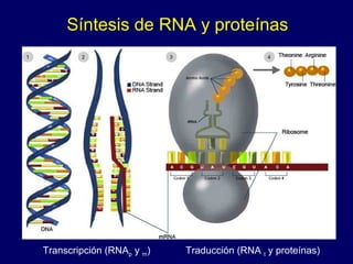 Síntesis de RNA y proteínas
Transcripción (RNAp y m) Traducción (RNA t y proteínas)
 