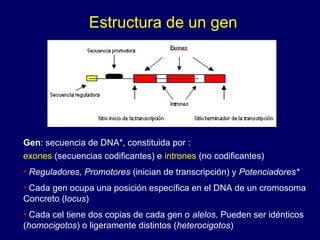 Estructura de un gen
Gen: secuencia de DNA*, constituida por :
exones (secuencias codificantes) e intrones (no codificantes)
• Reguladores, Promotores (inician de transcripción) y Potenciadores*
• Cada gen ocupa una posición específica en el DNA de un cromosoma
Concreto (locus)
• Cada cel tiene dos copias de cada gen o alelos. Pueden ser idénticos
(homocigotos) o ligeramente distintos (heterocigotos)
 