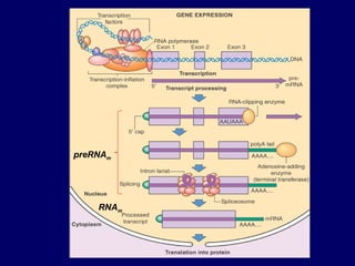 preRNAm
RNAm
 
