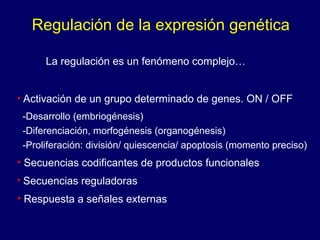 Regulación de la expresión genética
• Activación de un grupo determinado de genes. ON / OFF
-Desarrollo (embriogénesis)
-Diferenciación, morfogénesis (organogénesis)
-Proliferación: división/ quiescencia/ apoptosis (momento preciso)
• Secuencias codificantes de productos funcionales
• Secuencias reguladoras
• Respuesta a señales externas
La regulación es un fenómeno complejo…
 