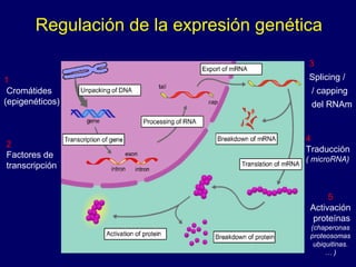 Regulación de la expresión genética
2
Factores de
transcripción
1
Cromátides
(epigenéticos)
5
Activación
proteínas
(chaperonas
proteosomas
ubiquitinas.
… )
4
Traducción
( microRNA)
3
Splicing /
/ capping
del RNAm
 