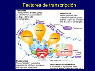 Factores de transcripción
 