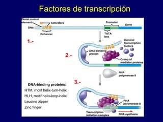 Factores de transcripción
DNA-binding proteins:
HTM, motif helix-turn-helix
HLH, motif helix-loop-helix
Leucine zipper
Zinc finger
1.-
2.-
3.-
 