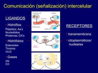 Comunicación (señalización) intercelular
LIGANDOS
• Hidrófilos
Péptidos; Aa’s
Nucleótidos
Proteínas; CK’s
• Hidrófobos
Esteroides
Tiroxina
Vit D
• Gases
ON
CO
RECEPTORES
• transmembrana
• citoplasmáticos/
nucleares
 