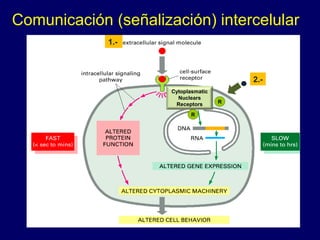 Cytoplasmatic
Nuclears
Receptors R
R
Comunicación (señalización) intercelular
1.-
2.-
 